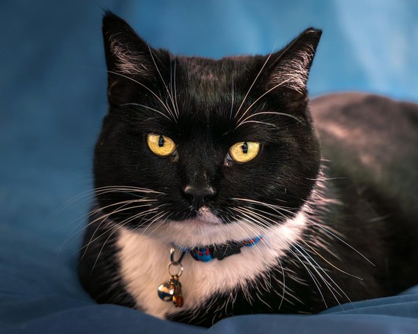 Entdecken Sie das Geheimnis der authentischen türkischen Linsensuppe mit frischer Minze und zesty Zitrone!